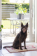 Dog Gone Smart Dirty Dog Droogloopmat Beige 78 x 51 cm