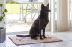 Dog Gone Smart Dirty Dog Droogloopmat Beige 78 x 51 cm