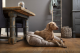 Designed by Lotte ligkussen hond Nalino Grijs 100 x 70 cm