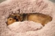 Beeztees Pluche hondenmand Yali Beige 60 cm
