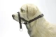 DOG CONTROL 5 ZWART