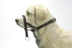 DOG CONTROL 7 ZWART