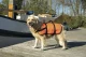 Beeztees reddingsvest L 23-41 kg