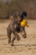 Beeztees Hondenspeeltje Apportino Bal Geel 21,5 x 12 x 12 x cm