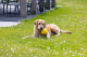 Beeztees Hondenspeeltje Apportino Bal Geel 21,5 x 12 x 12 x cm