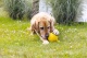 Beeztees Hondenspeeltje Apportino Bal Geel 21,5 x 12 x 12 x cm