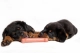 Chew it 4 Ever Nylon Bone Chicken Small