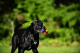 Chuckit Ultra Tug ball Medium 6 cm