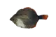 Totally Hooked kattenspeeltje Plaice M 30 cm