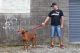 EzyDog Vario 4 Looplijn Candy 183 cm X 12 mm
