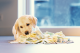 Beeztees Puppy Snuffelmat Sniffy 22 x 22 x 4 cm