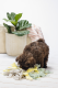 Beeztees Puppy Snuffelmat Sniffy 22 x 22 x 4 cm
